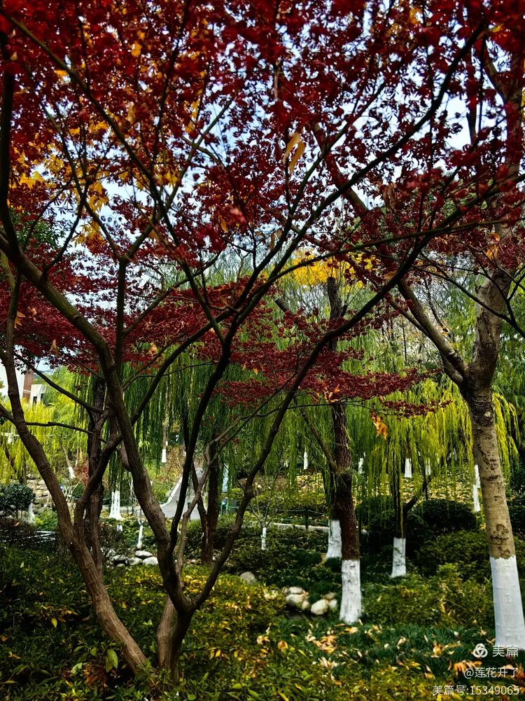 王家墩公园秋冬游记